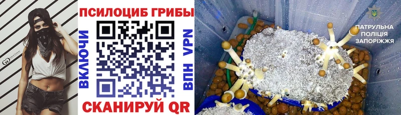 Купить закладки  Сельцо  Псилоцибиновые грибы Cubensis 
